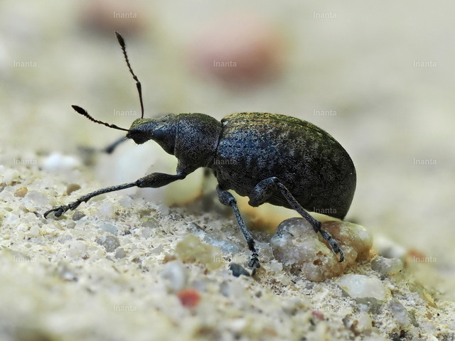 Dickmaulrüssler (Otiorhynchus) | Der Dickmaulrüssler (Otiorhynchus sulcatus), auch Gefurchter Dickmaulrüssler genannt, ist ein ca. 10–14 mm großer, schwarzer, nachtaktiver Rüsselkäfer mit grob punktierten Flügeldecken. Er gehört zur Familie der Rüsselkäfer und ist ein gefürchteter Schädling an vielen Gartenpflanzen. –  – The Black Vine Weevil (Otiorhynchus sulcatus) is a 10–14 mm black, nocturnal weevil with coarsely punctured elytra. It belongs to the weevil family and is a notorious pest of many garden plants. - Realisiert mit Pictrs.com