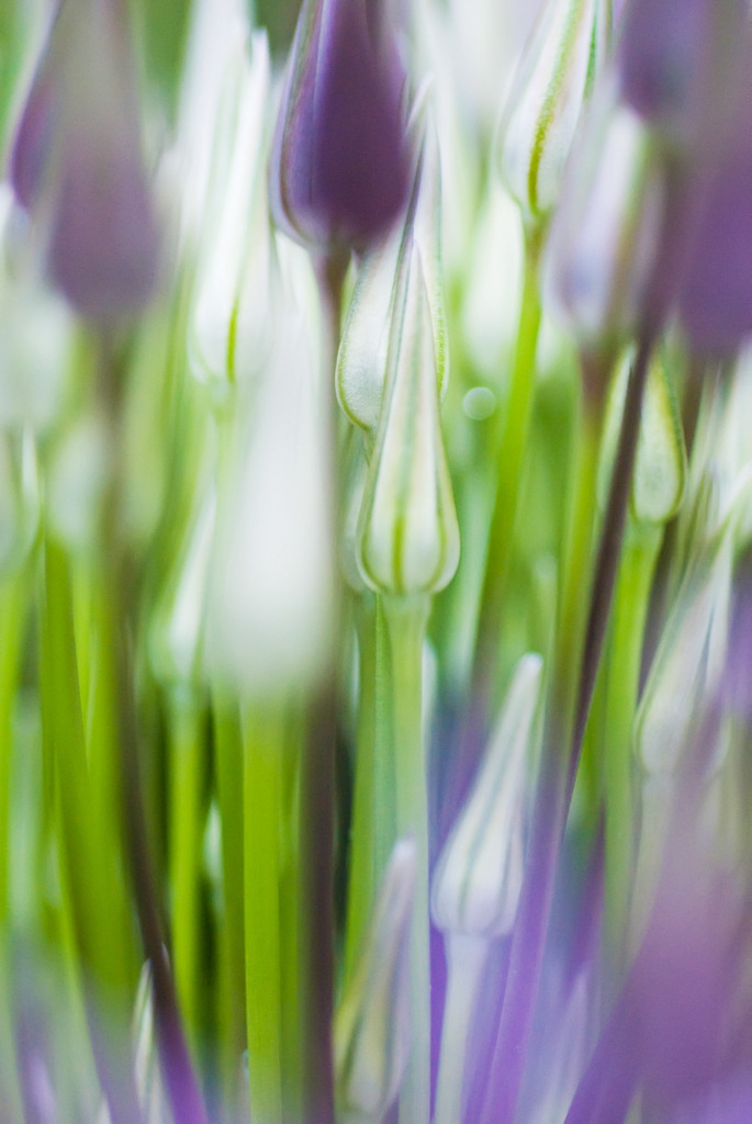 Knospen des Sternkugellauchs | Best. Nr. irl_2007_05_3764 - Realisiert mit Pictrs.com