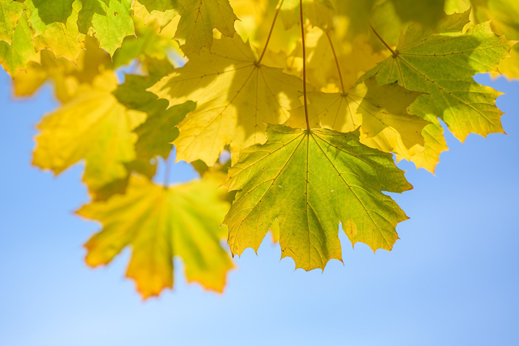 Goldene Ahorn-Blätter | Vor strahlend blauem Himmel bilden gold-grüne Ahornblätter einen farbenfrohen, herbstlichen Fächer. — Auflösung des Originals: 8256 x 5504 px. - Realisiert mit Pictrs.com