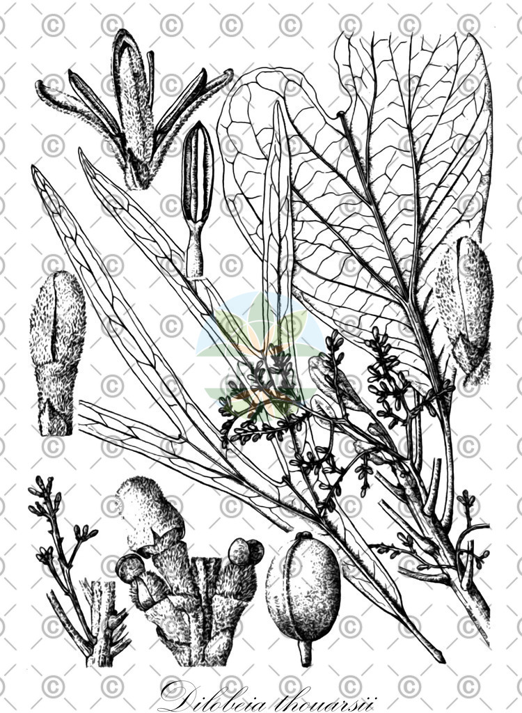 HistAbb_wfo-0000945190_1_ENZY_Simple | Historische Abbildung von Dilobeia thouarsii - Proteaceae | Historical Illustration of Dilobeia thouarsii - Proteaceae