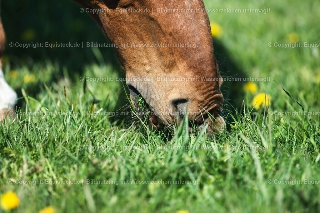 20210426_Pferd-auf-Koppel_0112 | equistock