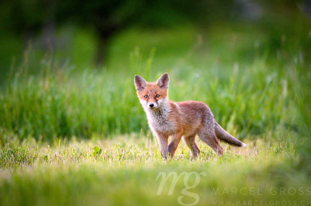 curious young fox in short green grass in Emmental | Die ideale Geschenkidee für Naturliebhaber. Naturbilder von Marcel Gross Photography für ihr Zuhause in den verschiedensten Formaten und Materialien. - Realisiert mit Pictrs.com