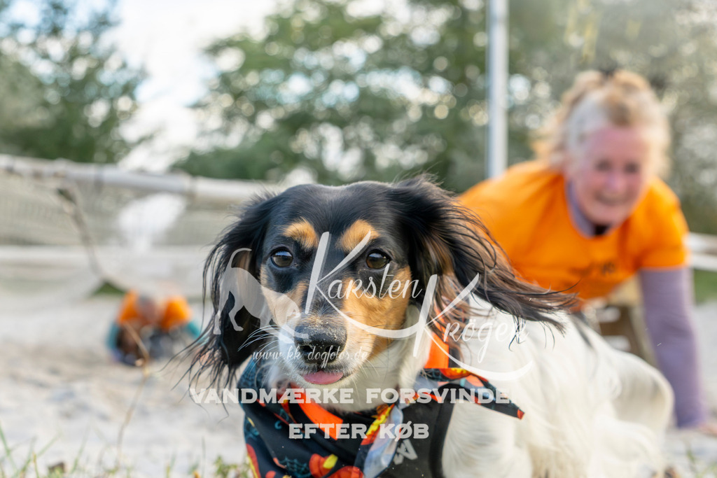 1628_ZZ97454 | kk-dogfotos