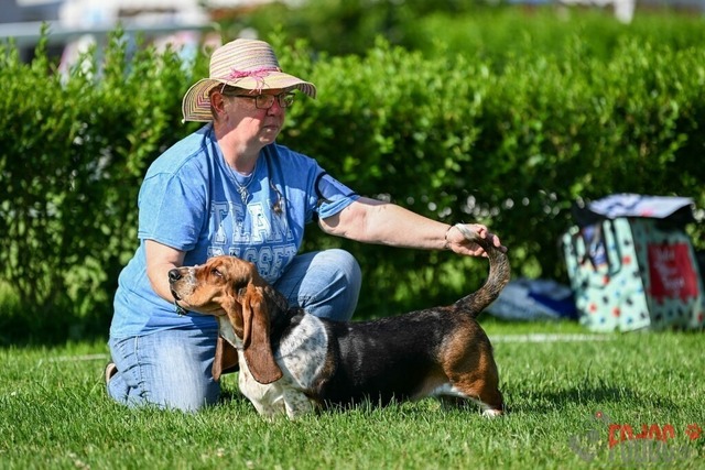 Dogshow CACIB Samstag in Aarau | Dogshow CACIB Samstag in Aarau. 24.06.2023 Foto: LeoWyden