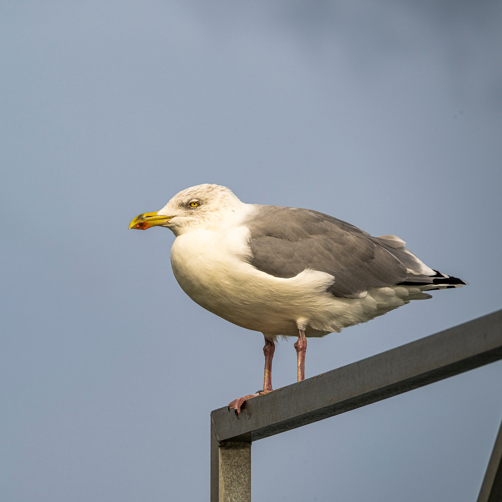 Heringsmöwe auf Texel: Küstenvogel beobachtet die Umgebung an der Nordsee | Eine Möwe sitzt erhöht auf einer Metallstruktur und blickt aufmerksam vor einem bedeckten Himmel über der niederländischen Nordseeinsel Texel. Die Nahaufnahme zeigt charakteristische Details wie das graue Gefieder, den gelben Schnabel mit rotem Fleck und den wachsamen Blick des Küstenvogels. Ideal geeignet für redaktionelle Beiträge zu den Themen Heimische Tierwelt, Fauna der Nordsee, Artenschutz, Inseltourismus und maritime Naturporträts. - Realisiert mit Pictrs.com