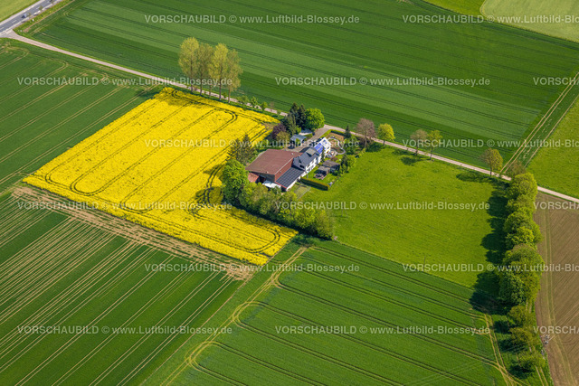 Brilon240503339 | Luftbild, Rapsfeld und grüne Wiesen mit landwirtschaftlichem Betrieb am Aspeweg, Brilon, Sauerland, Nordrhein-Westfalen, Deutschland