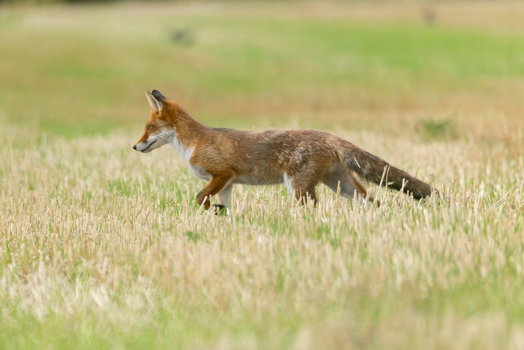 Der Fuchs | Der Rotfuchs (Vulpes vulpes) ist das am weitesten verbreitete Raubtier in Mitteleuropa und hat sich dank seiner erstaunlichen Anpassungsfähigkeit in nahezu allen Lebensräumen etabliert, von dichten Wäldern bis hin zu städtischen Gebieten. Er gehört zur Familie der Hundeartigen, weist aber mit seinen schlitzförmigen Pupillen und der Art, wie er mit seiner Beute spielt, auch katzenartige Züge auf. Der Fuchs ist ein geschickter Jäger und wird nicht umsonst als „schlau wie ein Fuchs“ bezeichnet. - Realisiert mit Pictrs.com