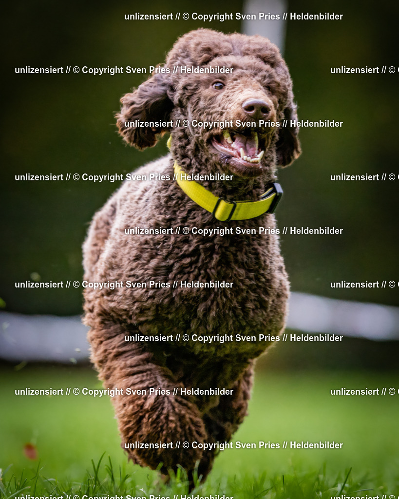 Sven Pries | 2024-10-19 - Hunderennen Ober-Grombach - Realisiert mit Pictrs.com