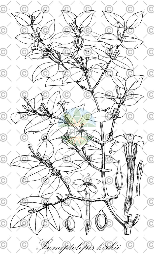 HistAbb_wfo-0000505113_1_ENZY_Simple | Historische Abbildung von Synaptolepis kirkii - Thymelaeaceae | Historical Illustration of Synaptolepis kirkii - Thymelaeaceae