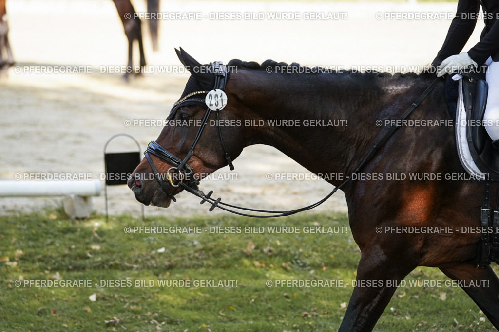 DSC08103 | Pferdegrafie