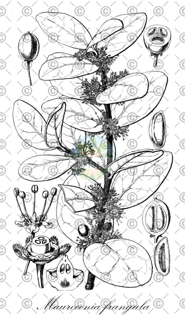 HistAbb_wfo-0000238842_2_ENZY_Simple | Historische Abbildung von Maurocenia frangula - Celastraceae | Historical Illustration of Maurocenia frangula - Celastraceae