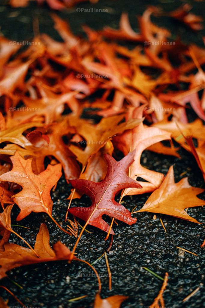 20221020_PaulHense_S0033_DSC00091 | paulhense - Realisiert mit Pictrs.com