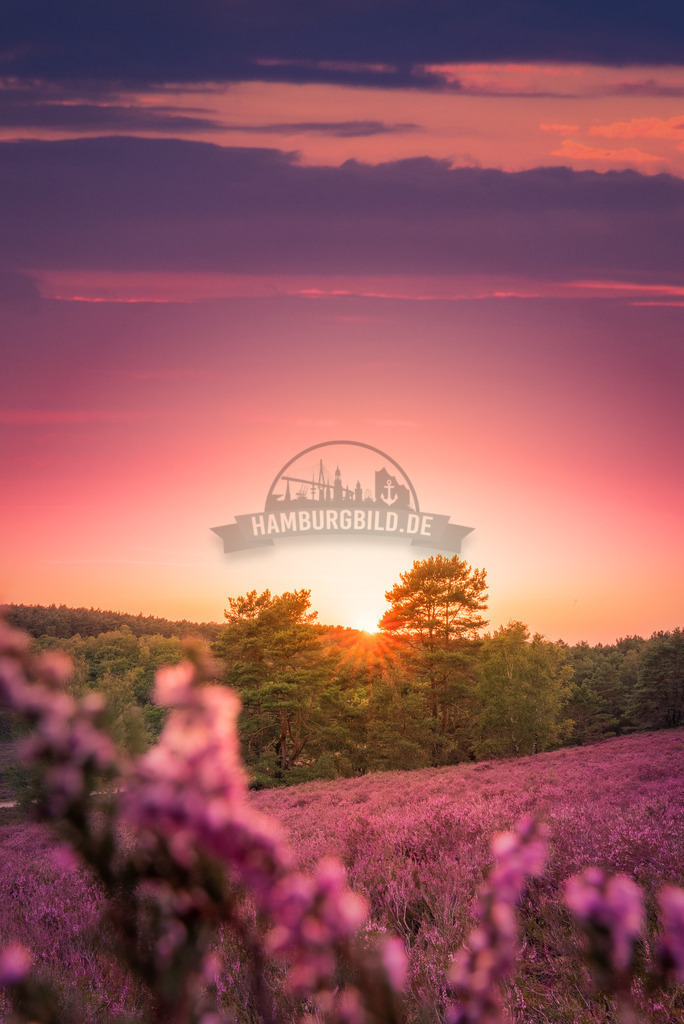 Fischbeker Heide Sunset 2 | Exklusive Hamburg collagen, tolle Segelbilder und viele weitere tolle Motive auf Leinwand, Poster, Alu-Dibond, u.v.m. findet Ihr bei uns auf hamburgbild.de. Findet Euer Wandbild für Euer Zuhause, Büro oder die  Praxis…. - Realisiert mit Pictrs.com