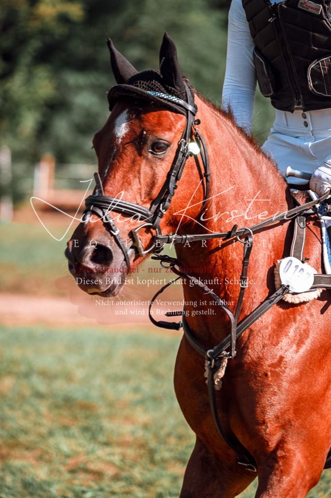 DSC_0632 | Pferde- und Turnierfotografie in Westsachsen. Pferdeportraits, Auftragszeichnungen und intuitive Kunst.