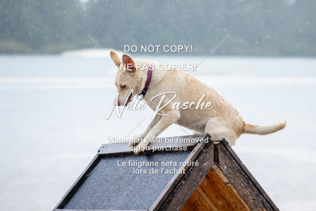 nelerasche_BuHu2026_So1430-1530_105 | nelerasche