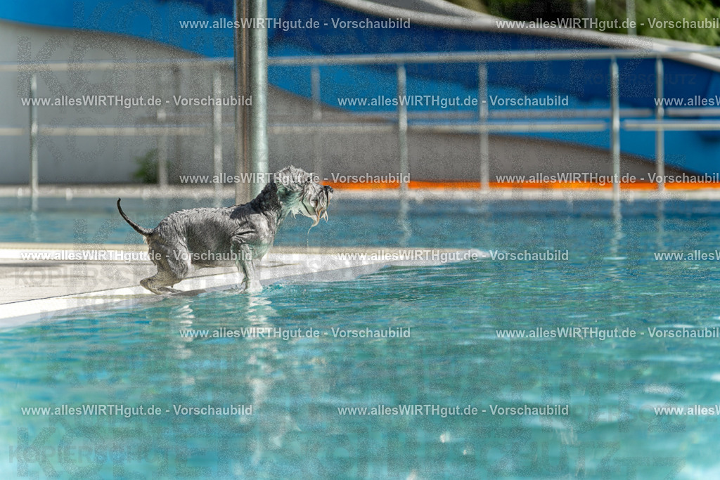 Hundeschwimmen_Volksbad_2026-allesWIRTHgut_Tierfotografie-2609061520-7R501458 | Professionelle Tierfotografie in Mönchengladbach von Daniel Wirth (allesWIRTHgut). Liebevolle & natürliche Bilder von Hunden & Katzen für unvergessliche Erinnerungen.