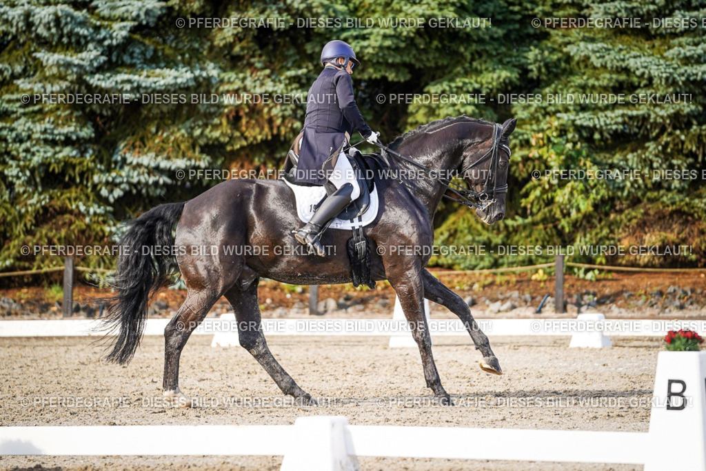 DSC00557 | Pferdegrafie