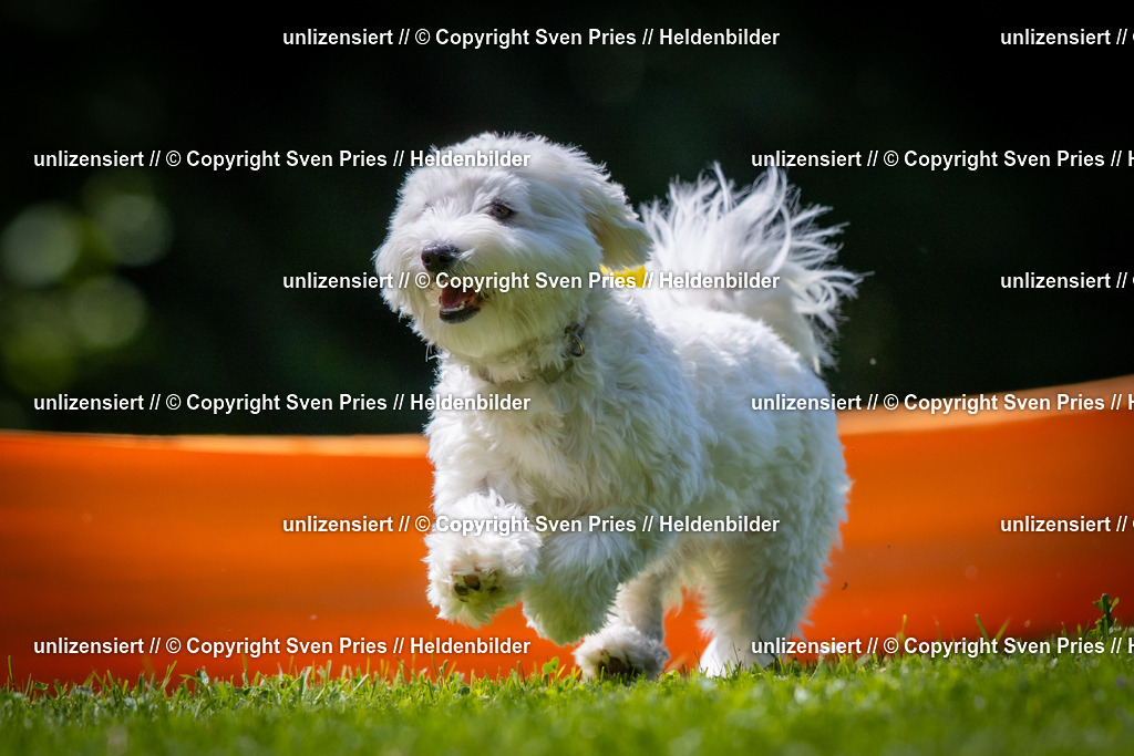 Sven Pries | 2025-08-10 - Hunderennen Durlach - Realisiert mit Pictrs.com