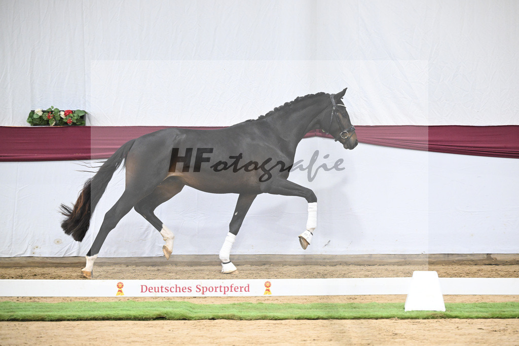 Kat-Nr. 105 Floricello x Sir Donnerhall_Frieder Heilemann_47253532 | hf-fotografie - Realisiert mit Pictrs.com