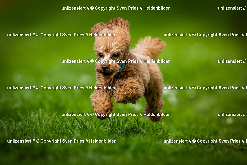 Sven Pries | 2025-04-13 - Hunderennen Baden-Baden - Realisiert mit Pictrs.com