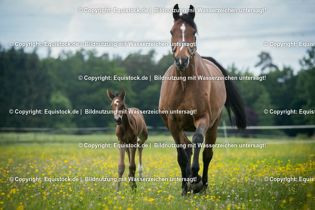 20150529_Fohlen_0035 | equistock