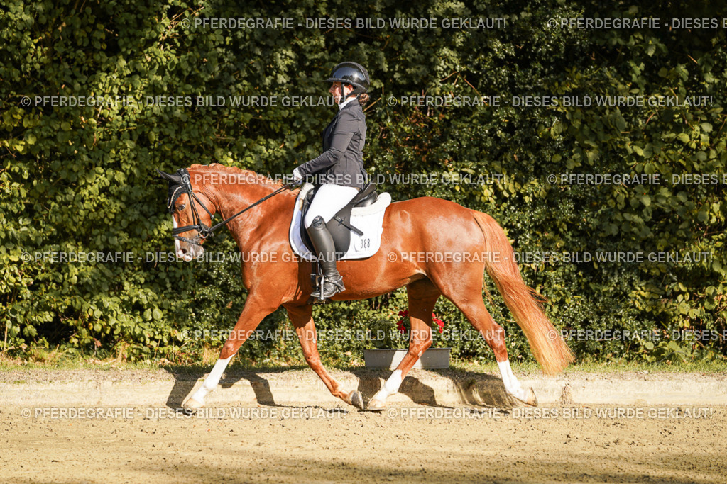 DSC05950 | Pferdegrafie