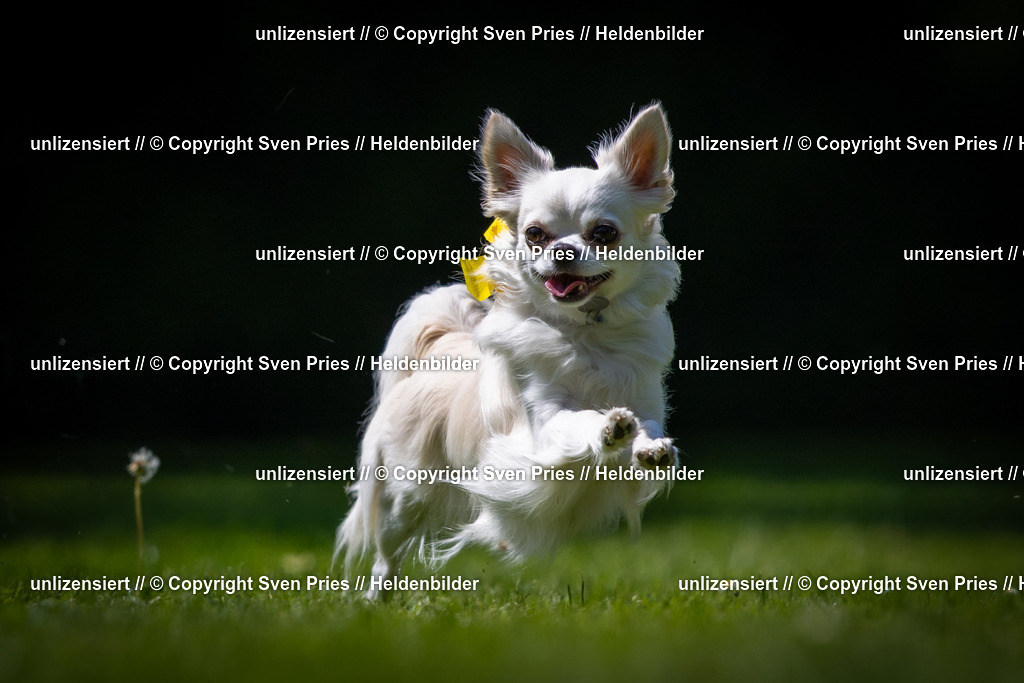 Sven Pries | 2025-08-10 - Hunderennen Durlach - Realisiert mit Pictrs.com