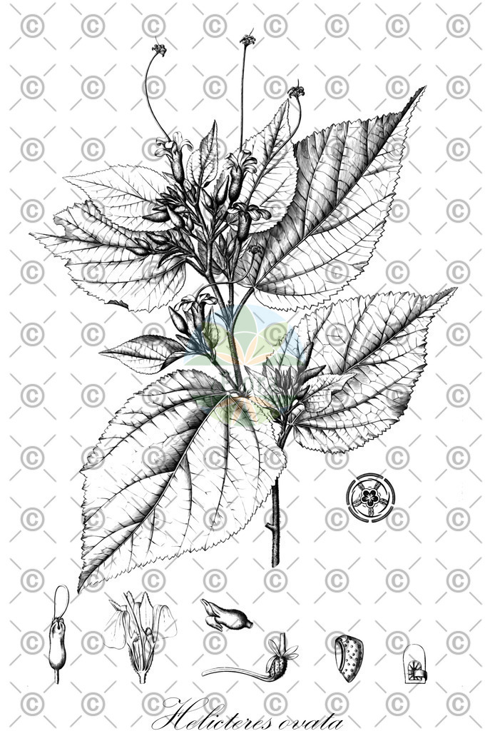 HistAbb_wfo-0001315561_1_ENZY_Simple | Historische Abbildung von Helicteres ovata - Malvaceae | Historical Illustration of Helicteres ovata - Malvaceae