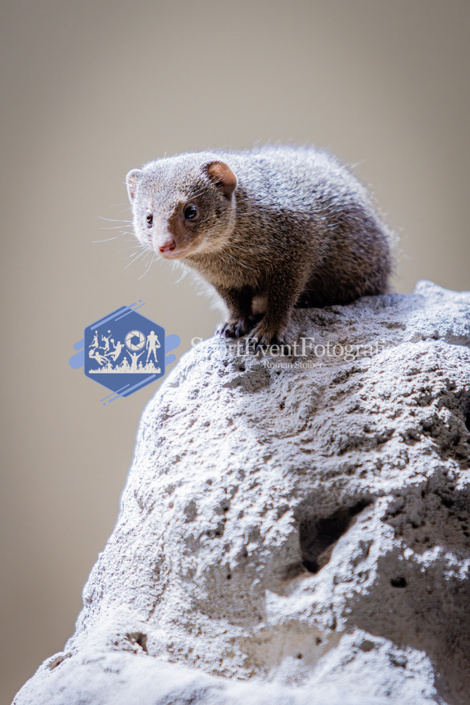 IMG_6215 | SportEventFotografie - Roman Stoiber