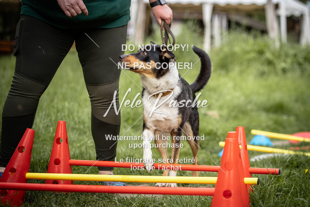 nelerasche_So-earlydog_23 | nelerasche