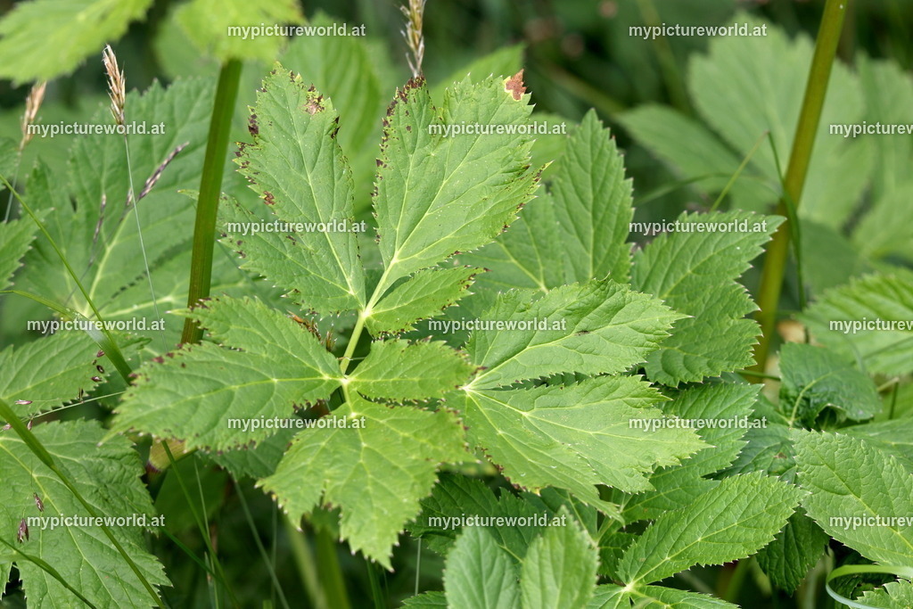 Meisterwurz-005 | Das Bilderarchiv über Tiere, Planzen und Landschaften. In der Bilddatenbank finden Sie ein große Auswahl an hochwertigen Bilder für Ihre Werbung - Realisiert mit Pictrs.com