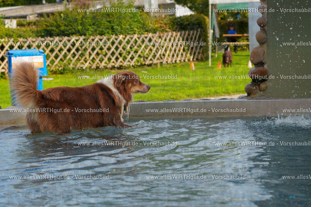 Hundeschwimmen_Grefrath_2026-allesWIRTHgut_Tierfotografie-09_29-FAY07617 | Professionelle Tierfotografie in Mönchengladbach von Daniel Wirth (allesWIRTHgut). Liebevolle & natürliche Bilder von Hunden & Katzen für unvergessliche Erinnerungen.