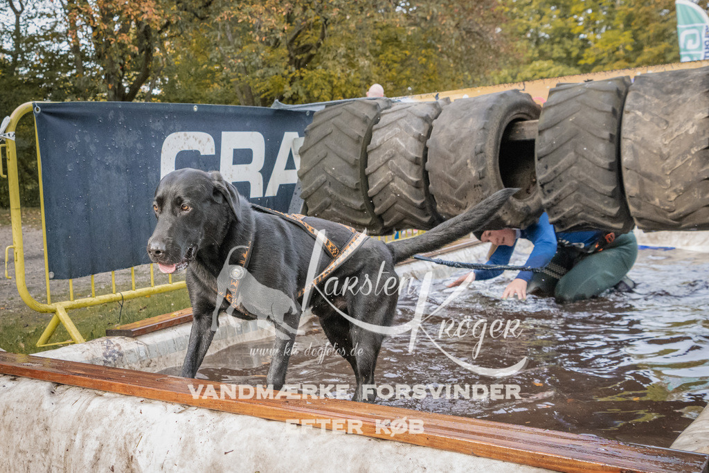 1444_ZZ94978 | kk-dogfotos