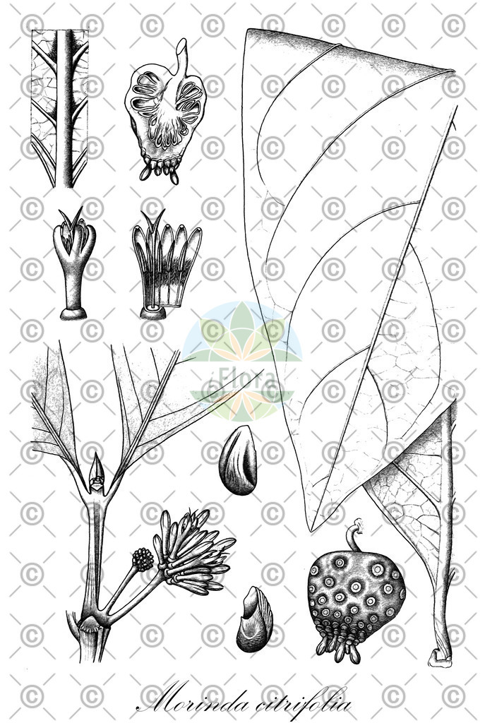 HistAbb_wfo-0000375821_1_ENZY_Simple | Historische Abbildung von Morinda citrifolia - Rubiaceae (Indischer Maulbeerbaum) | Historical Illustration of Morinda citrifolia - Rubiaceae