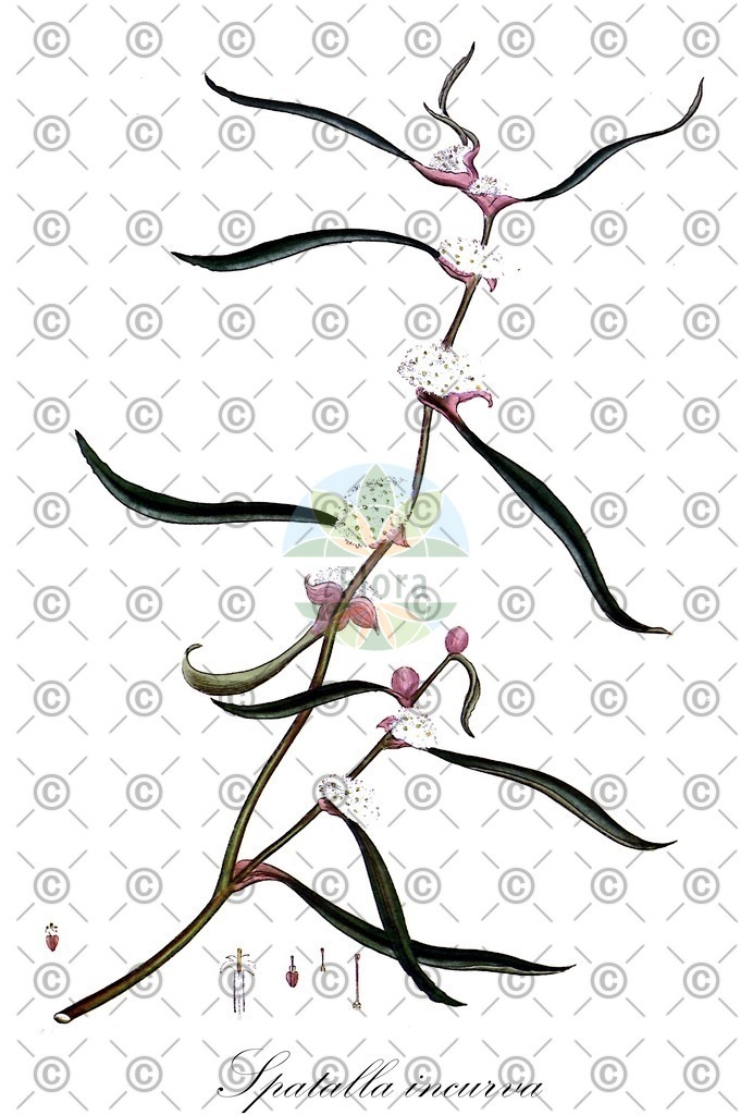 HistAbb_wfo-0000433560_1_ENZY_Simple | Historische Abbildung von Spatalla incurva - Proteaceae | Historical Illustration of Spatalla incurva - Proteaceae