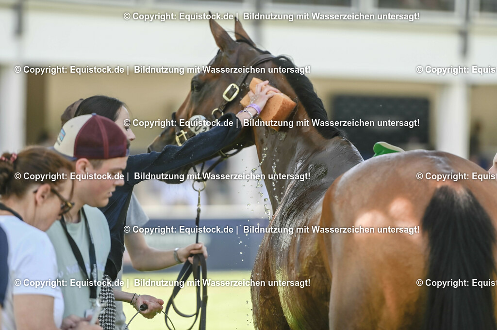 20230527_27_CCI4_Gelände_0282 | equistock