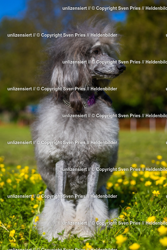 Hunderennen_April_2026_997 | 2026-04-26 - Hunderennen Baden-Oos April 2026 - Realisiert mit Pictrs.com