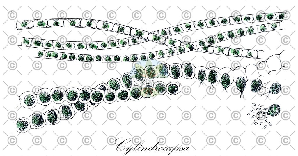 HistAbb_wfo-0000934249_1_ENZY_Simple | Historische Abbildung von Cylindrocapsa - Cylindrocapsaceae (0) | Historical Illustration of Cylindrocapsa - Cylindrocapsaceae (0)