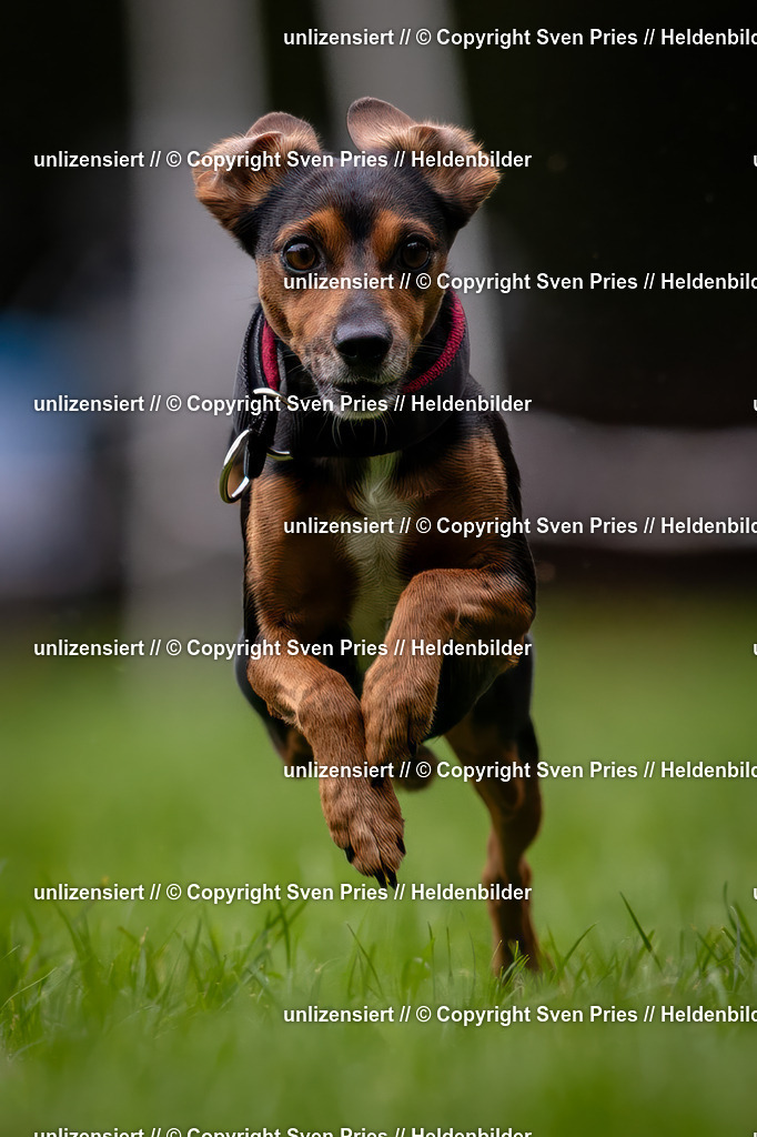 Sven Pries | 2024-10-19 - Hunderennen Ober-Grombach - Realisiert mit Pictrs.com