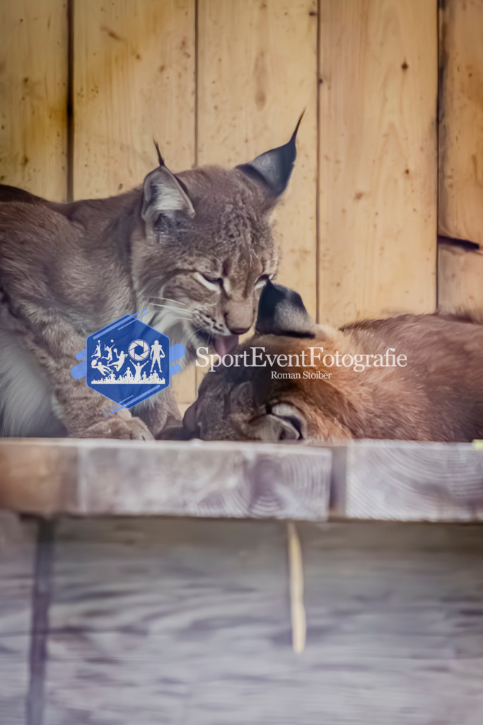 IMG_3771 | SportEventFotografie - Roman Stoiber