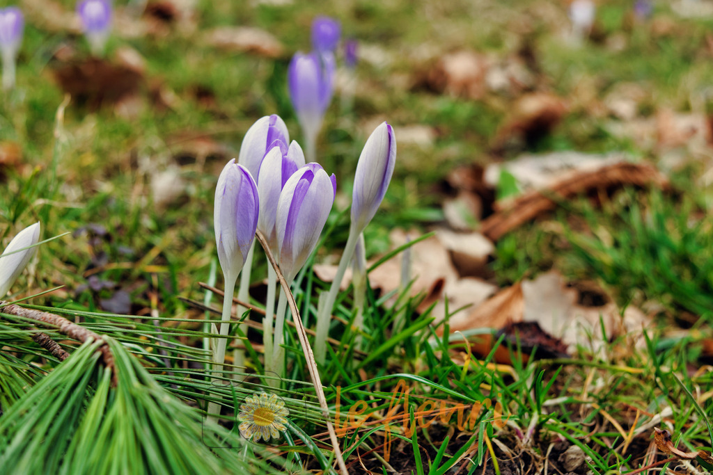 DSC_0215-NEF_DxO_PRIME (1) | Dies ist der Shop von Florian Blum - le fleuri. Langenthal, Bern, SchweizSie können hier meine oder ihre eigenen Fotos als Fotoprodukte kaufen. Tassen, Schlüsselanhänger, Taschen etc. können Sie hier gestalten.  - Realisiert mit Pictrs.com