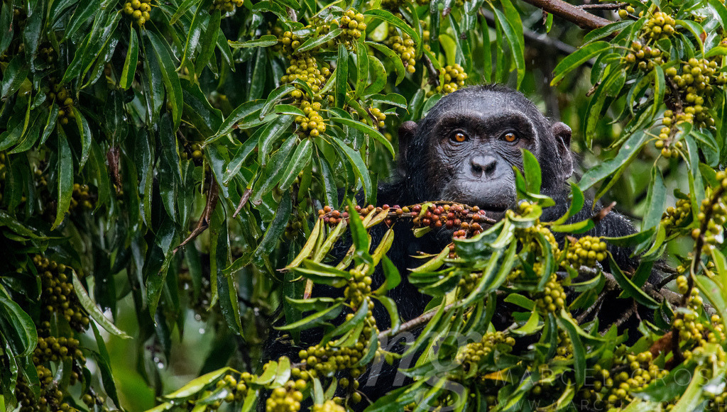 portrait of a Chimpanzee in Uganda's Kibale Forest National Park feeding on a fig tree | portrait of a Chimpanzee in Uganda's Kibale Forest National Park feeding on a fig tree - Realisiert mit Pictrs.com
