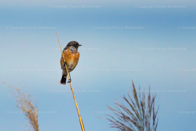 2022152 | Tierfotografie, Tierkalender, Tierbilder, Insekten, Spinnen, Vögel, Schmetterling, Libellen, Leinwand, Colorkey, Qualität, Geschenkartikel, Geschenk - Realisiert mit Pictrs.com