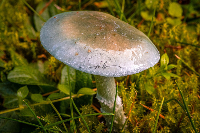 Grünspan-Täuschling Pilz | Ein Grünspan-Täuschling Pilz auf der Wiese im Herbst - Realisiert mit Pictrs.com
