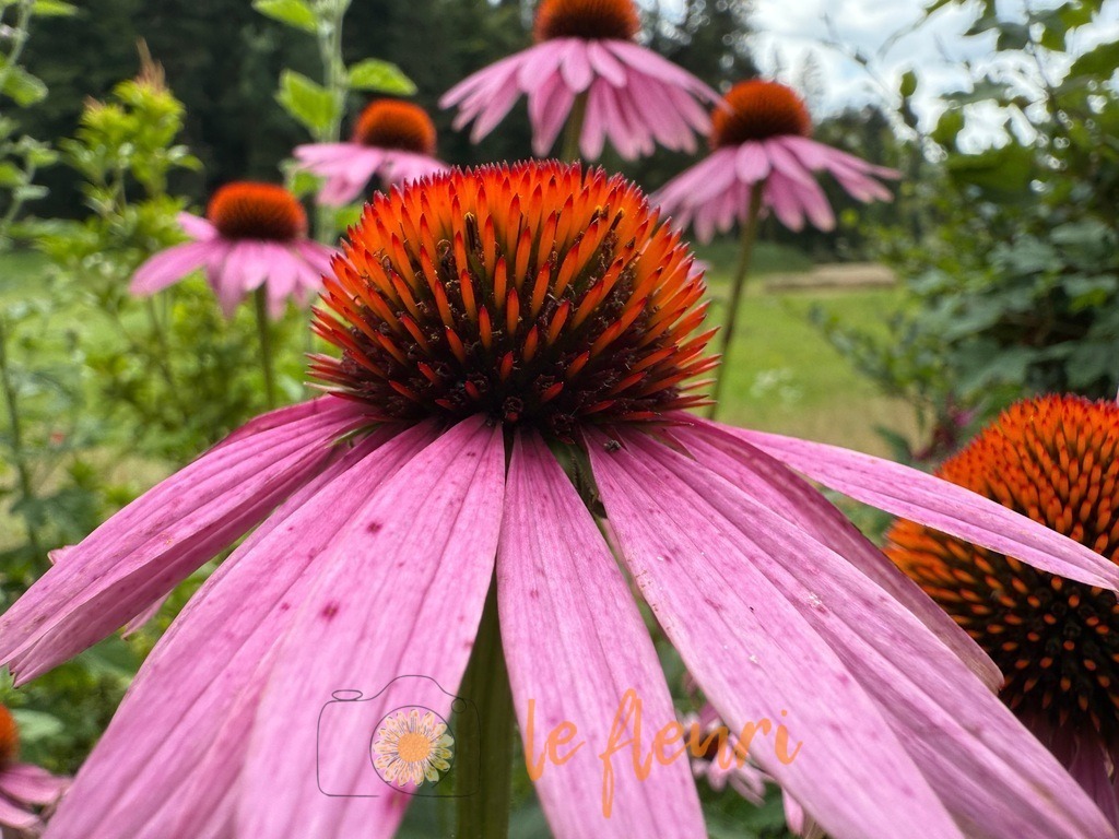 Sonnenhut | Dies ist der Shop von Florian Blum - le fleuri. Langenthal, Bern, SchweizSie können hier meine oder ihre eigenen Fotos als Fotoprodukte kaufen. Tassen, Schlüsselanhänger, Taschen etc. können Sie hier gestalten.  - Realisiert mit Pictrs.com