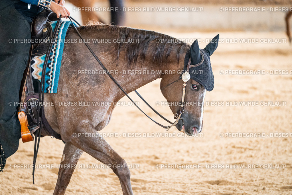 DSC01120 | Pferdegrafie