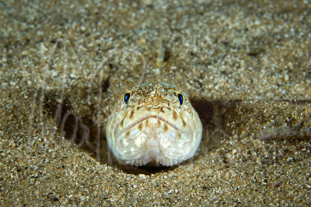 Synodus saurus | Lizardfish / Pez lagarto rayado / Eidechsenfisch - Realisiert mit Pictrs.com
