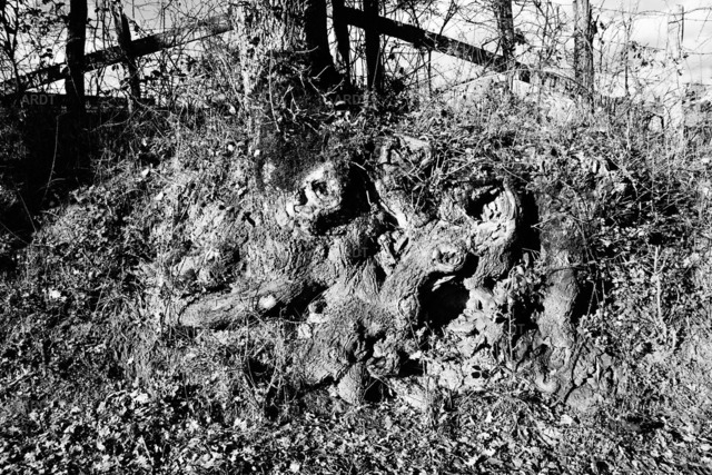 Baum Füße 4 | ARDT Foto Kunst