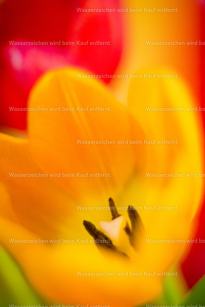 Angstfrei und Losgelassen | Endlich Angstrei. Endlich loslassen, an Gedanken, was nicht dir dient. Die Farben der Freude, der Verwurzelung erfüllen dein Sein. Starte neu, nutze diese Energien für ein Reset deines Systems. Loslassen ist dein Thema.