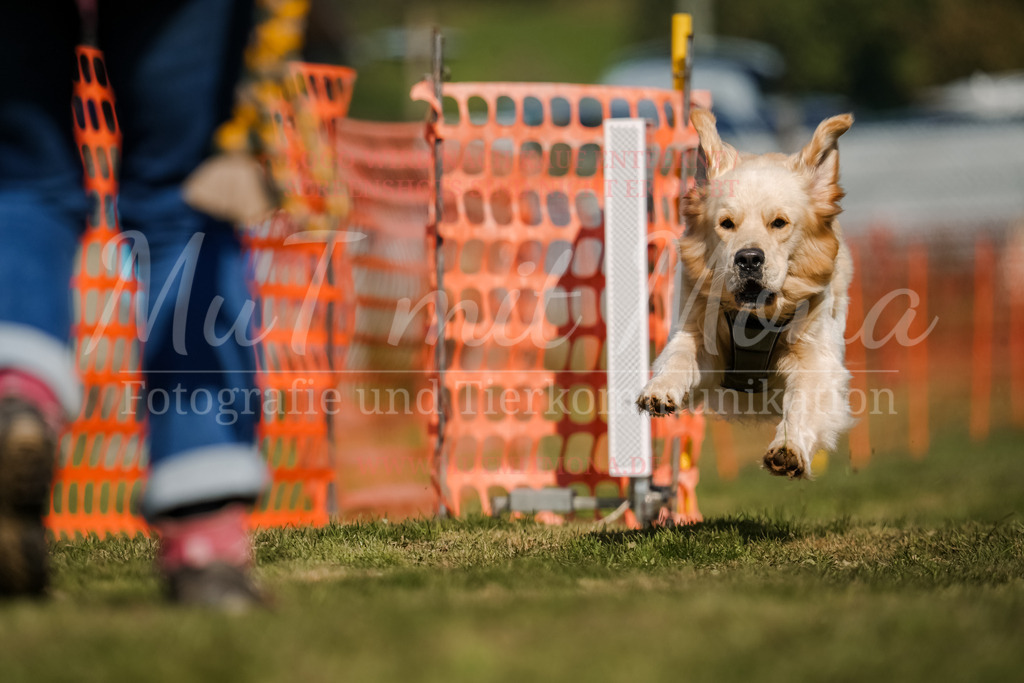 20250928_Hunderennen-641 | MuT (Mensch und Tier) mit Mona - Fotografie und Tierkommunikation - Realisiert mit Pictrs.com